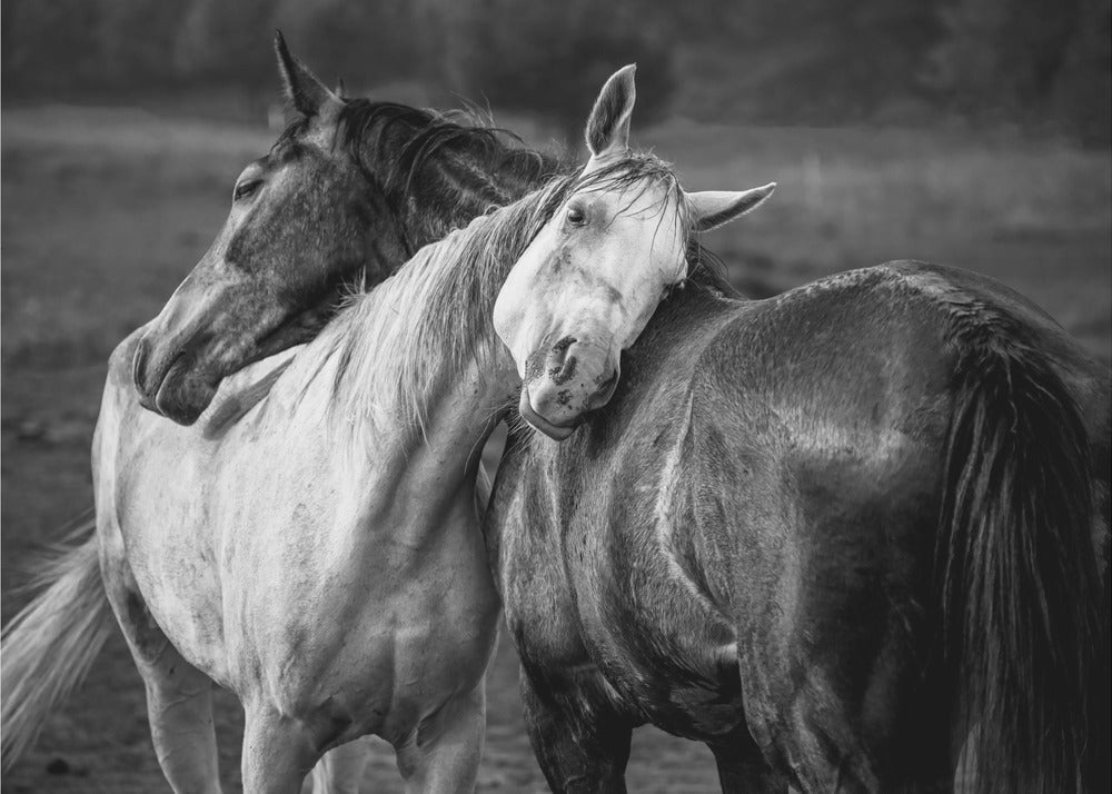 Impression sur toile Chevaux sous la pluie chaude