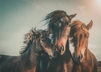 Art mural Portrait de famille Chevaux Impression sur toile