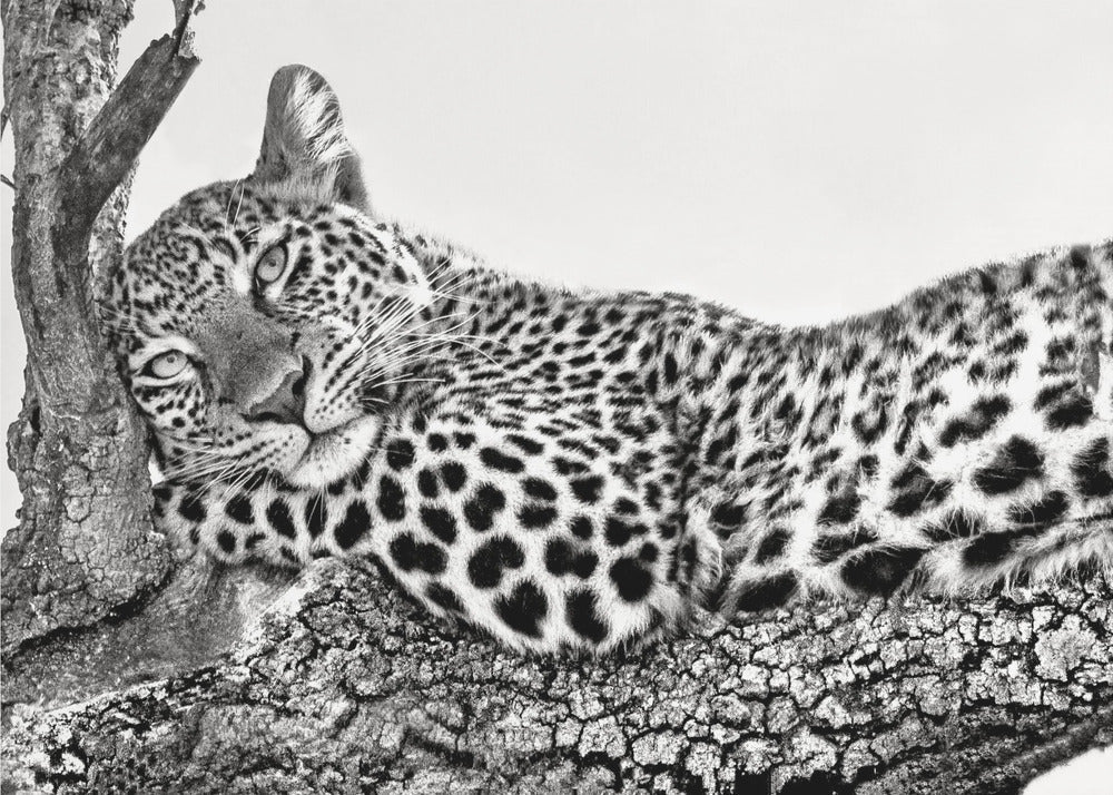 L'heure de se reposer Léopard