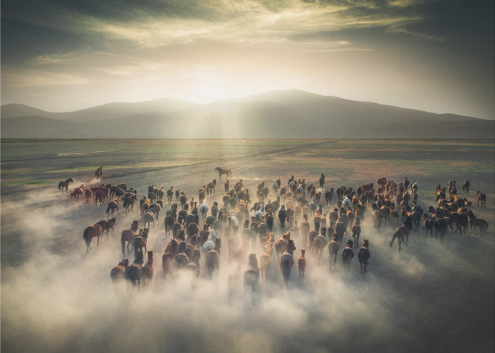 Chevaux sauvages