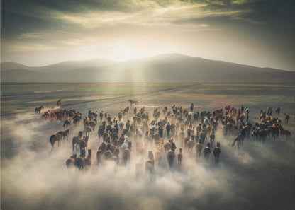 Chevaux sauvages