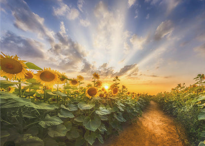 Art mural Chemin à travers le champ de tournesols