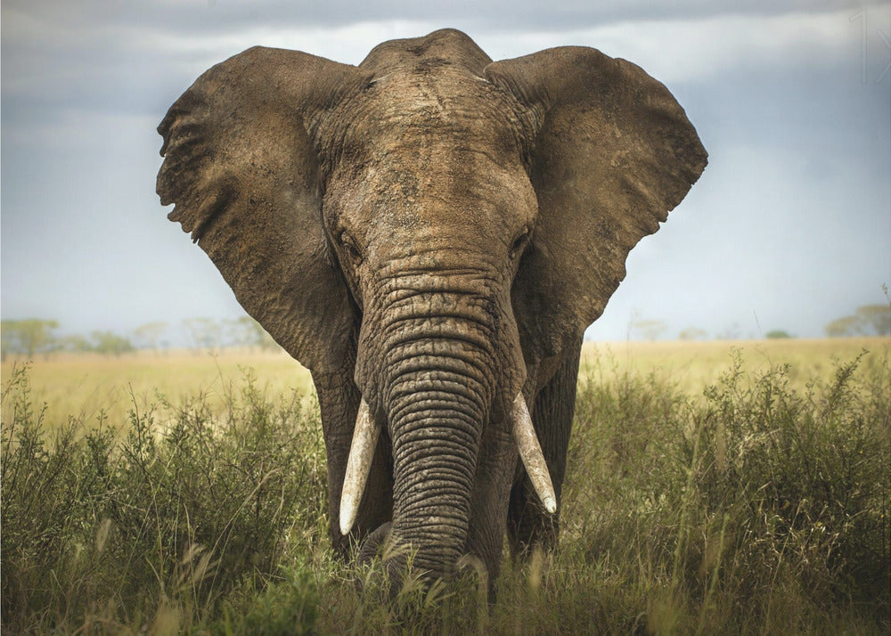 Décoration murale Rencontres au Serengeti. Éléphant