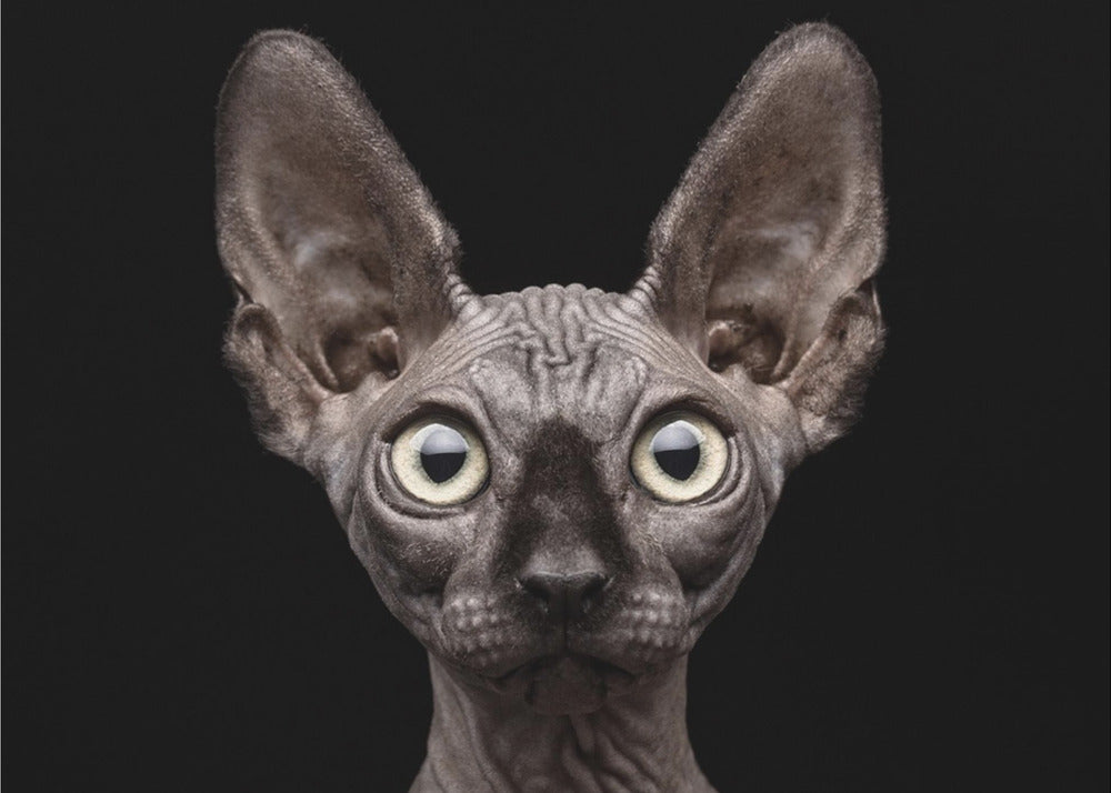 Art mural Chat Sphynx