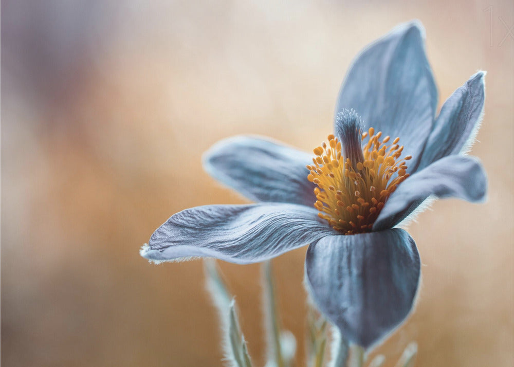 Décoration murale Anémone pulsatille. Florale