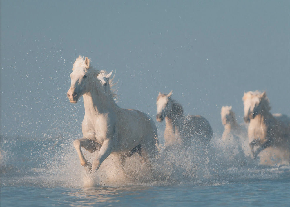 Art mural Anges de Camargue. Cheval