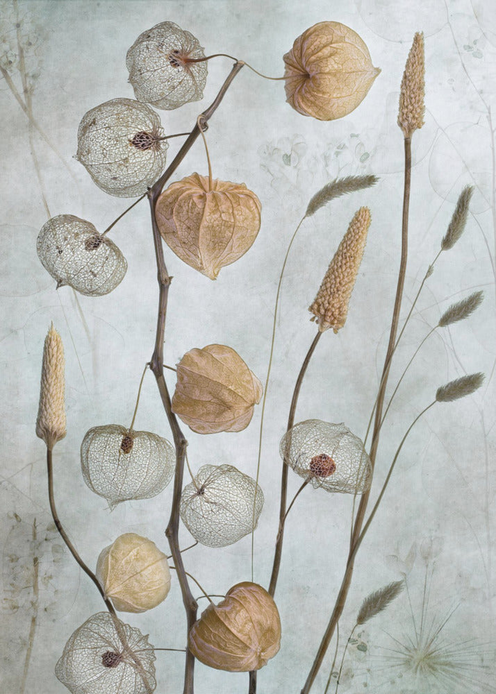 Lanternes*