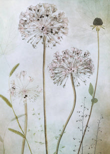 Art mural Allium