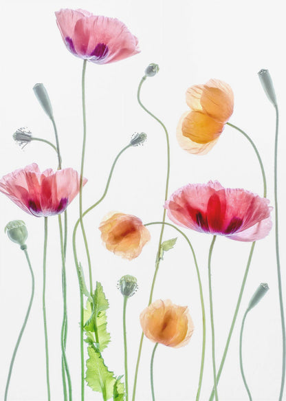 Décoration murale Coquelicots1