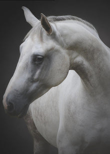 Wall art Maggie. Horse