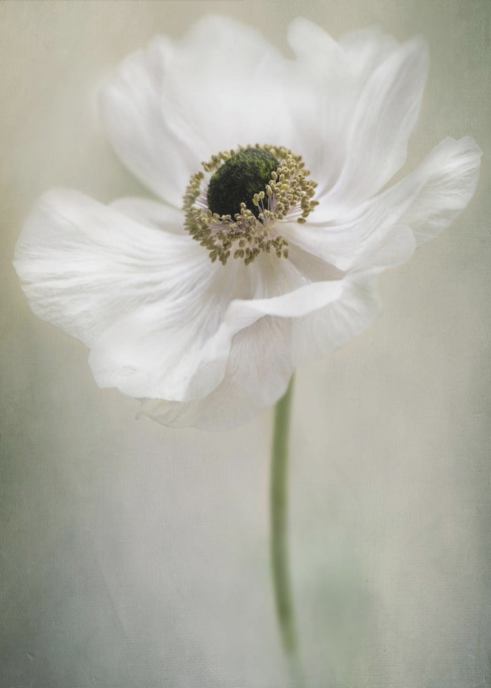 Célibataire blanc