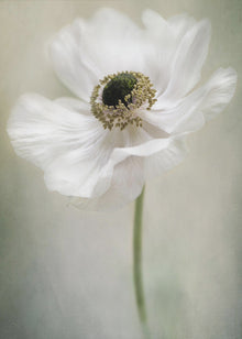 Célibataire blanc