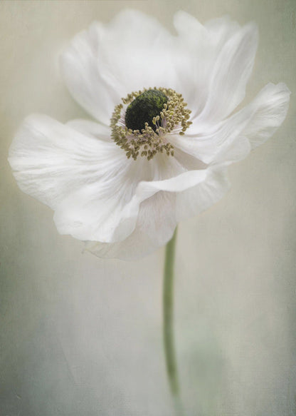Célibataire blanc