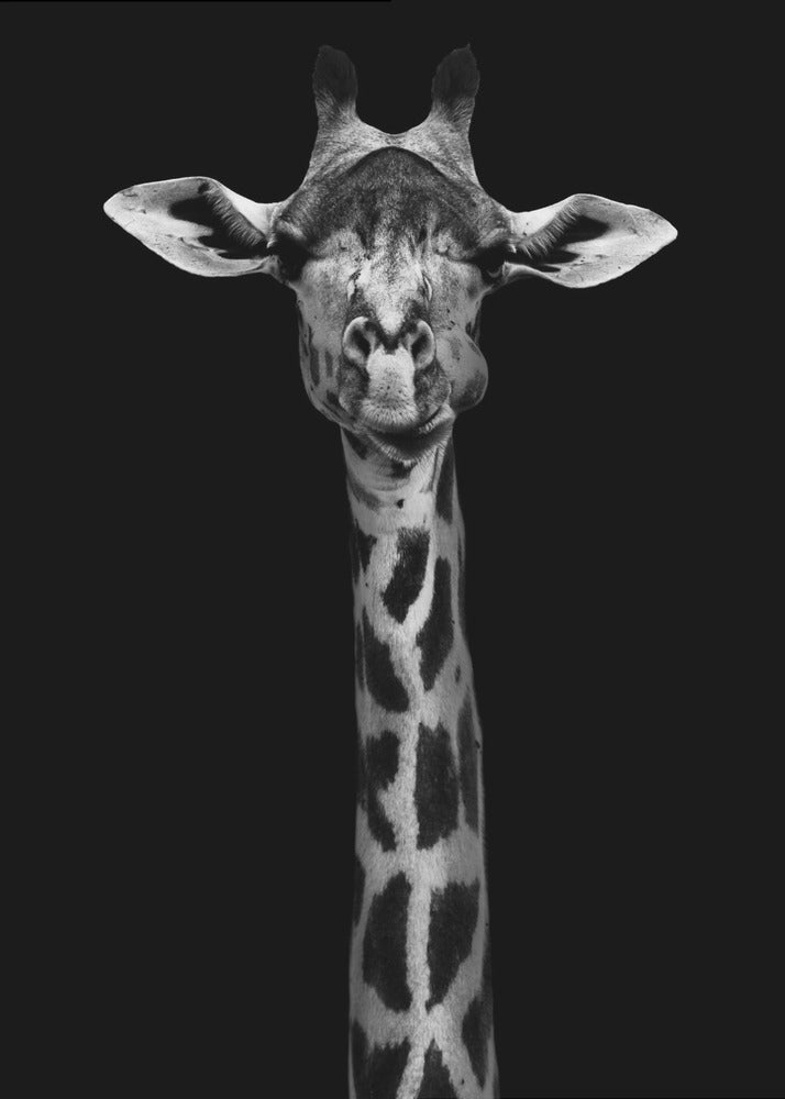 Décoration murale : Portrait de girafe
