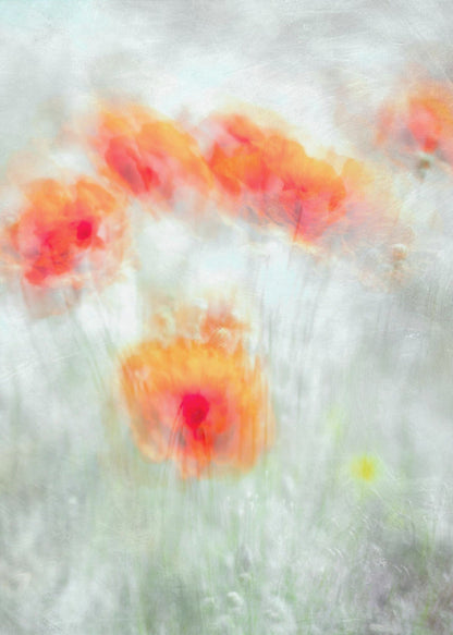 Fleurs de maïs rouges