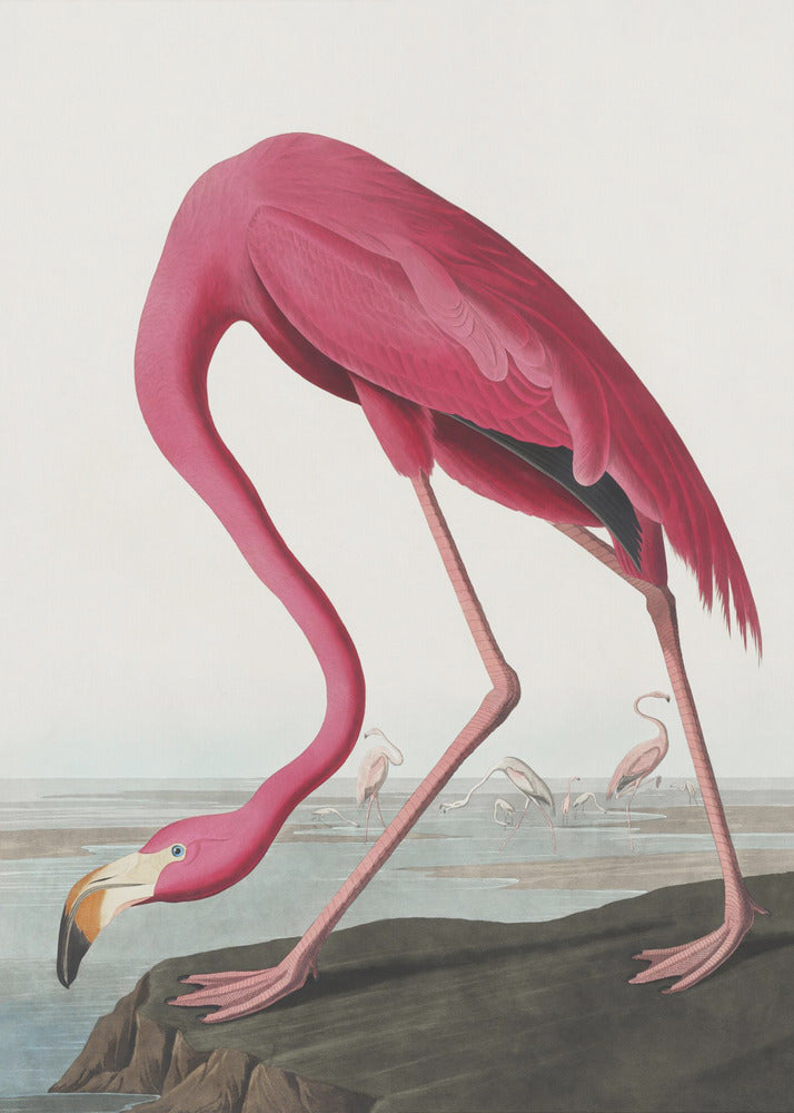 Flamant Rose II de Birds of America (1827)