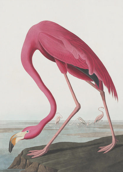Flamant Rose II de Birds of America (1827)