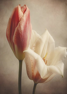 Fleurs Anciennes 3