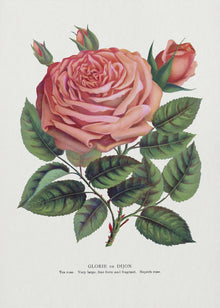 Rose rose, lithographie Glorie De Dijon