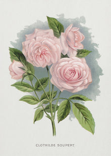 Art mural Rose rose, Lithographie Clothilde Soupert