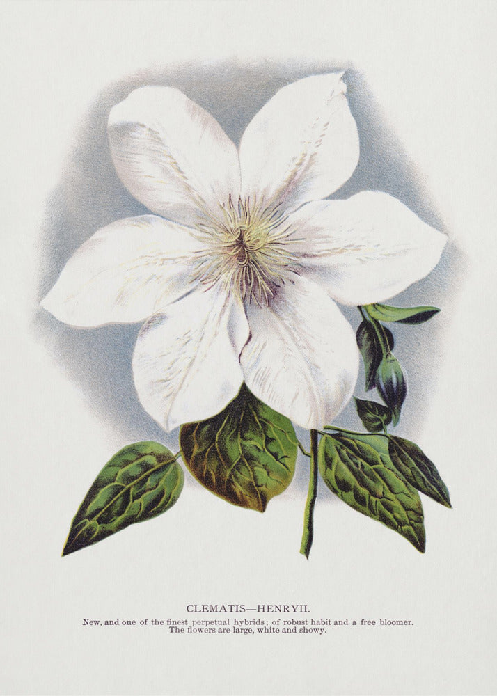 Lithographie murale fleur de clématite