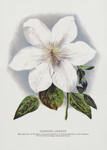 Lithographie murale fleur de clématite