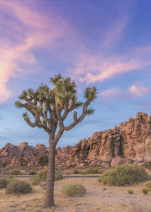 Art mural Atmosphère du soir à Joshua Tree