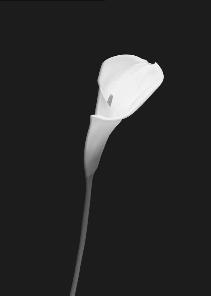 Décoration murale Calla | motif sombre