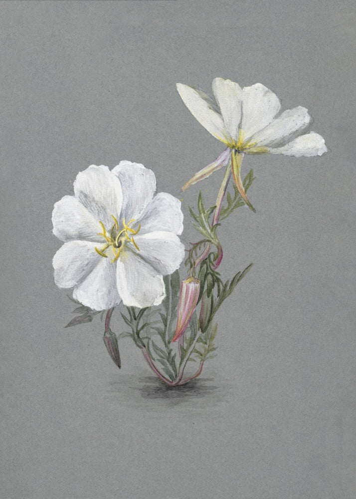 Art mural Helleborine géante (1880)
