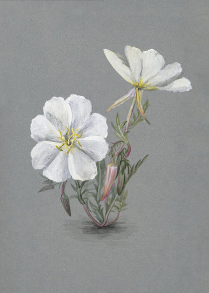 Art mural Helleborine géante (1880)