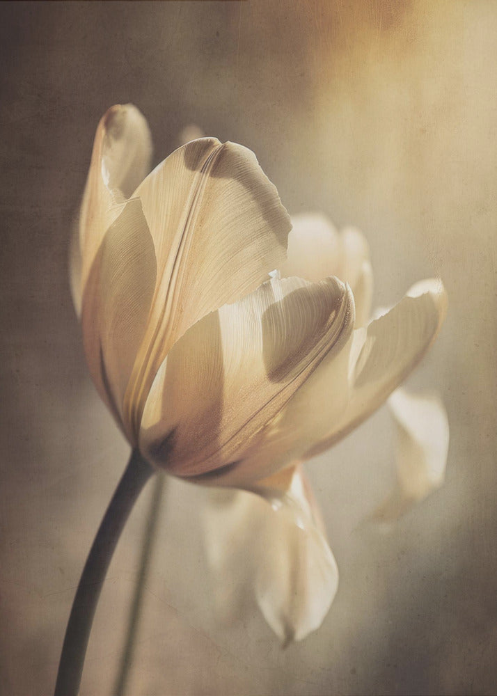 Art mural Tulipe pastel