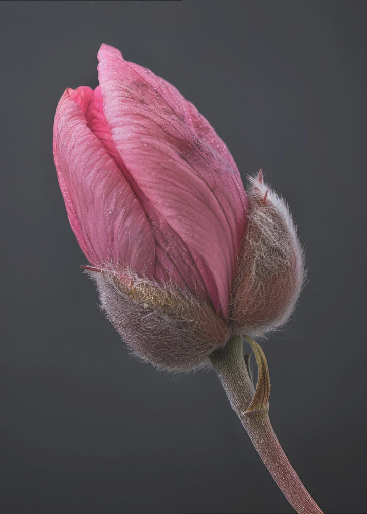 Art mural Tulipe Rose 1