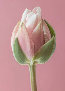 Décoration murale Tulipe Rose