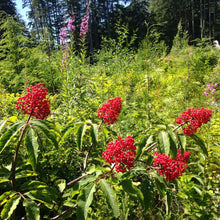 Red Elderberry