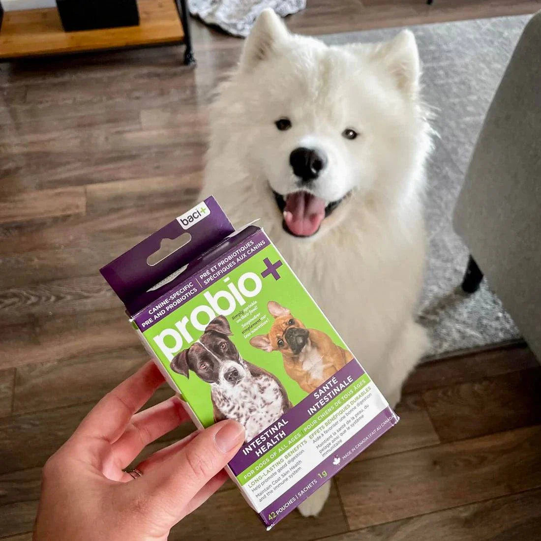 Solutions Probio – Prébiotiques et Probiotiques Naturels pour Chiens et Chiots