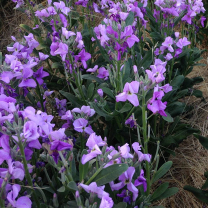 Giroflée des jardins