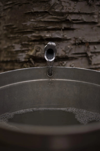 Sirop de bouleau