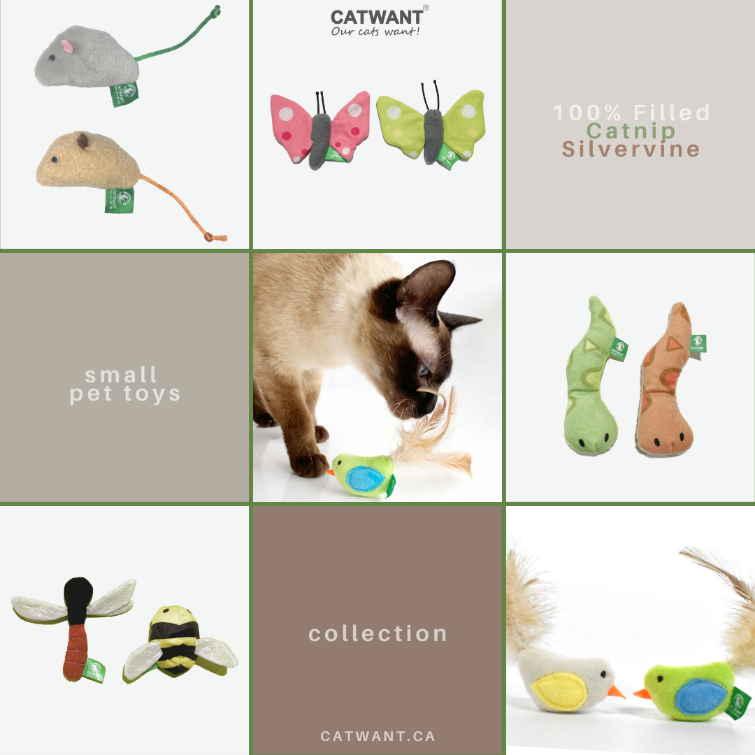 Jouets pour petits animaux à base d'herbe à chat/vigne argentée