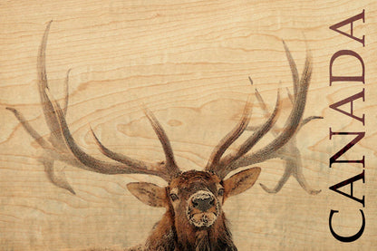 Wood Postcard - Snowy Elk