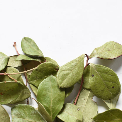 Wintergreen tea