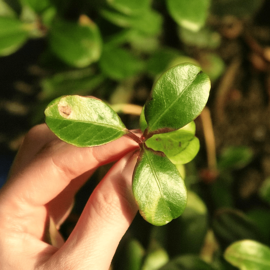 Wintergreen tea