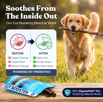 Activateur intestinal pour dindes