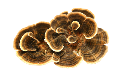 Organic Turkey Tail Mushroom Powder