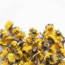 Tussilage, fleur