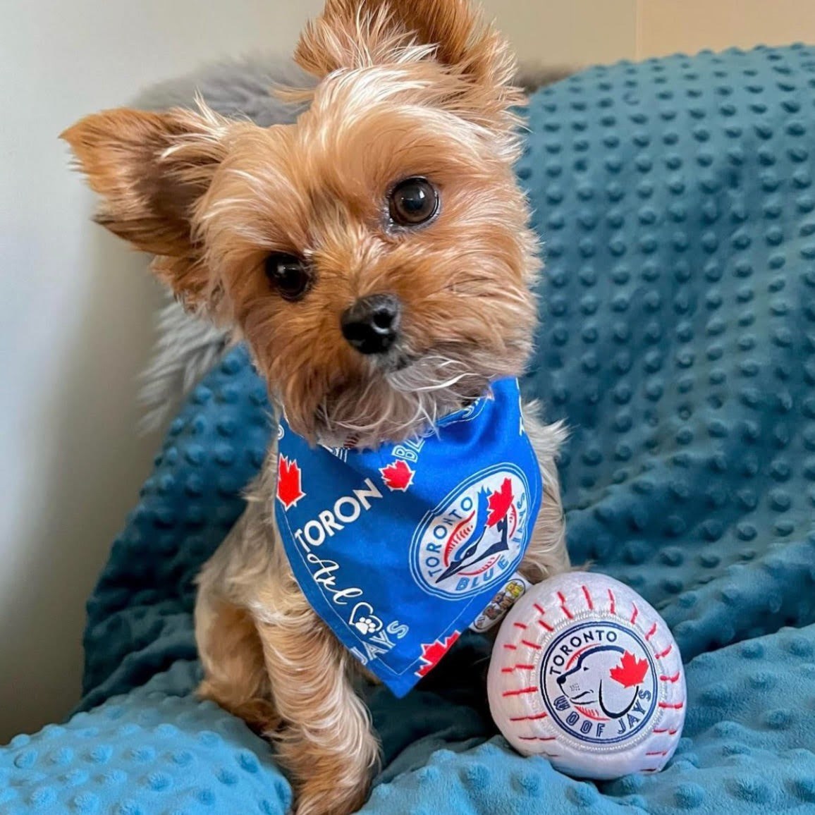 NOUVEAU jouet indestructible pour chien Woofjays de Toronto