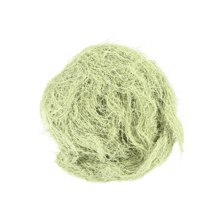 Usnée barbue (Barbe de vieil homme)