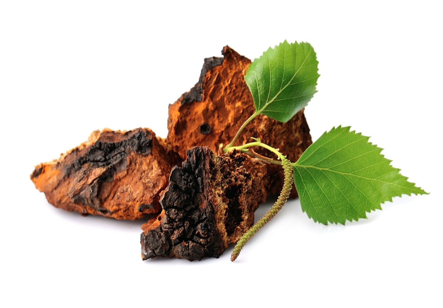 Chaga sauvage
