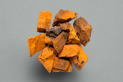 Chaga sauvage