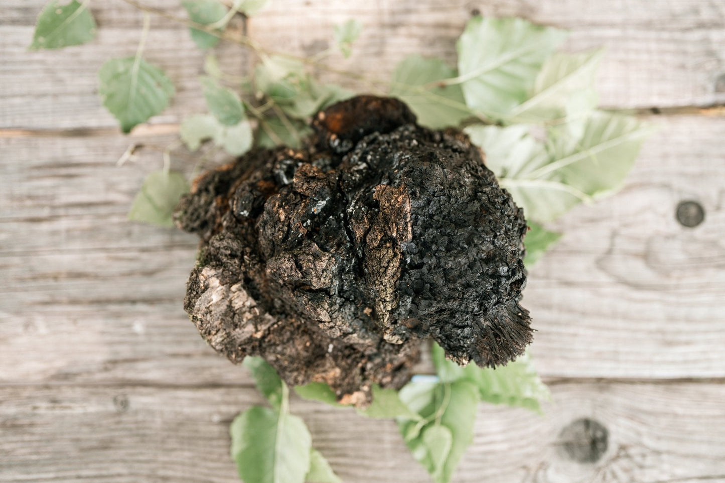 Chaga sauvage