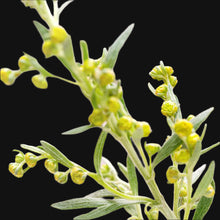 Wormwood